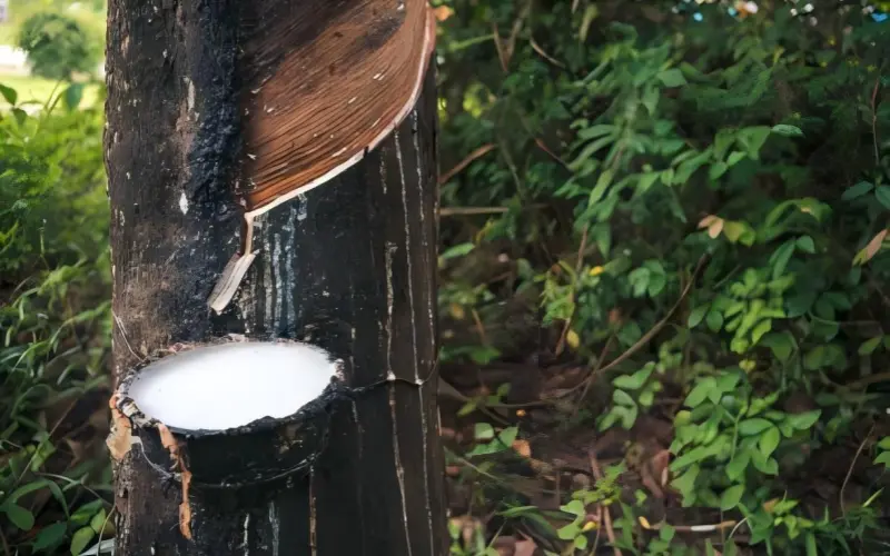 Natural Rubber tree