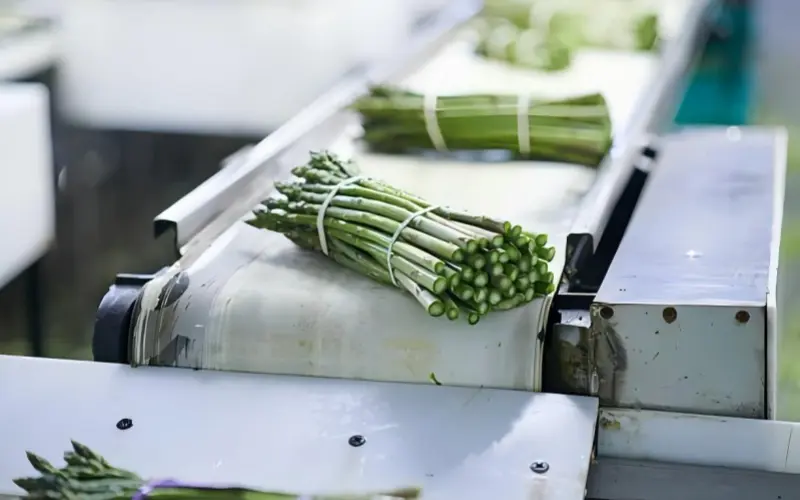 2.4.3 food conveyor belt