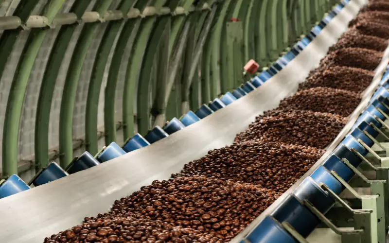 coffee bean process food conveyor belt